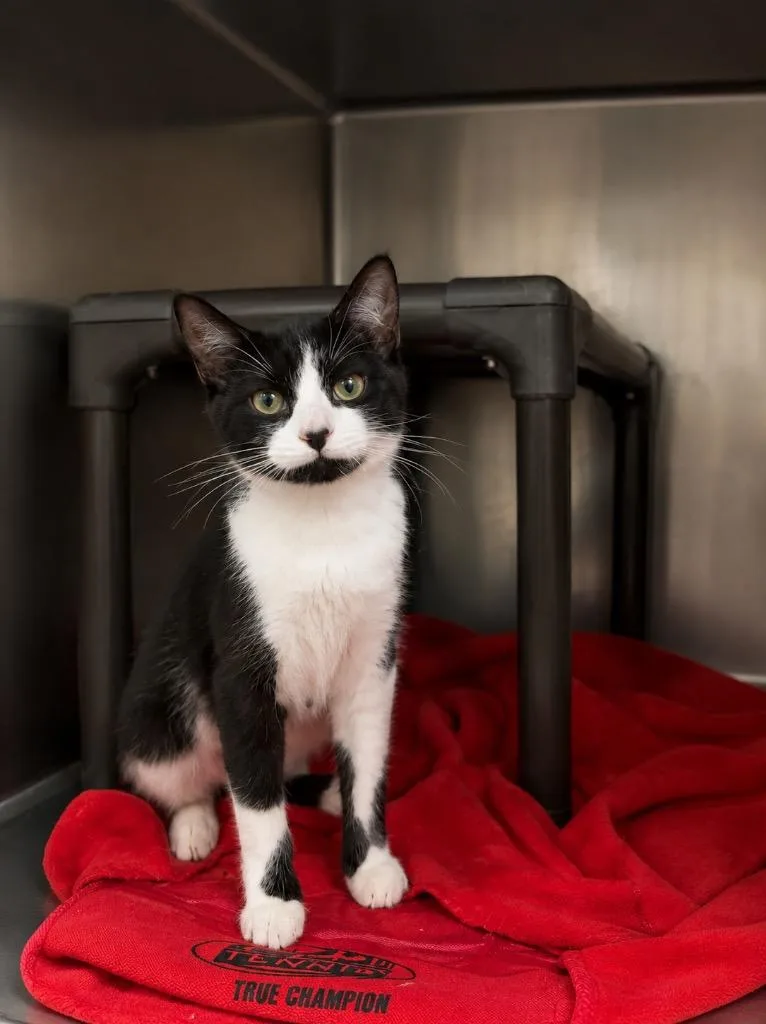 A young medium-sized female Domestic Short Hair cat named Delaine for adoption in Fort Lupton, CO
