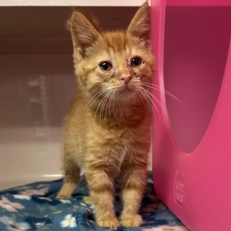 A baby small-sized female Orange / Red Domestic Short Hair cat named Guppy for adoption in Watertown, NY