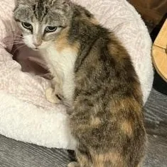 A senior medium-sized female Calico American Shorthair cat named Sadie Mae for adoption in Fredericksburg, OH