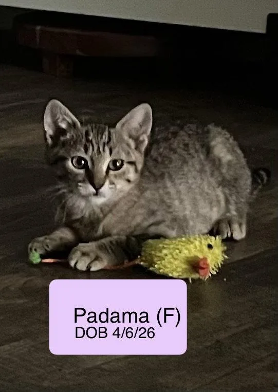 A baby medium-sized female Tabby cat named Padama for adoption in Vacaville, CA