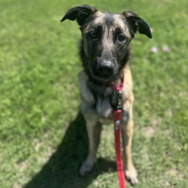 A young large-sized female Golden Mixed Breed dog named Aura for adoption in Georgetown, TX