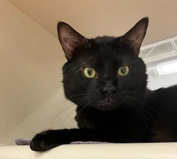 An adult large-sized male Domestic Short Hair cat named Paris for adoption in Springfield, MA