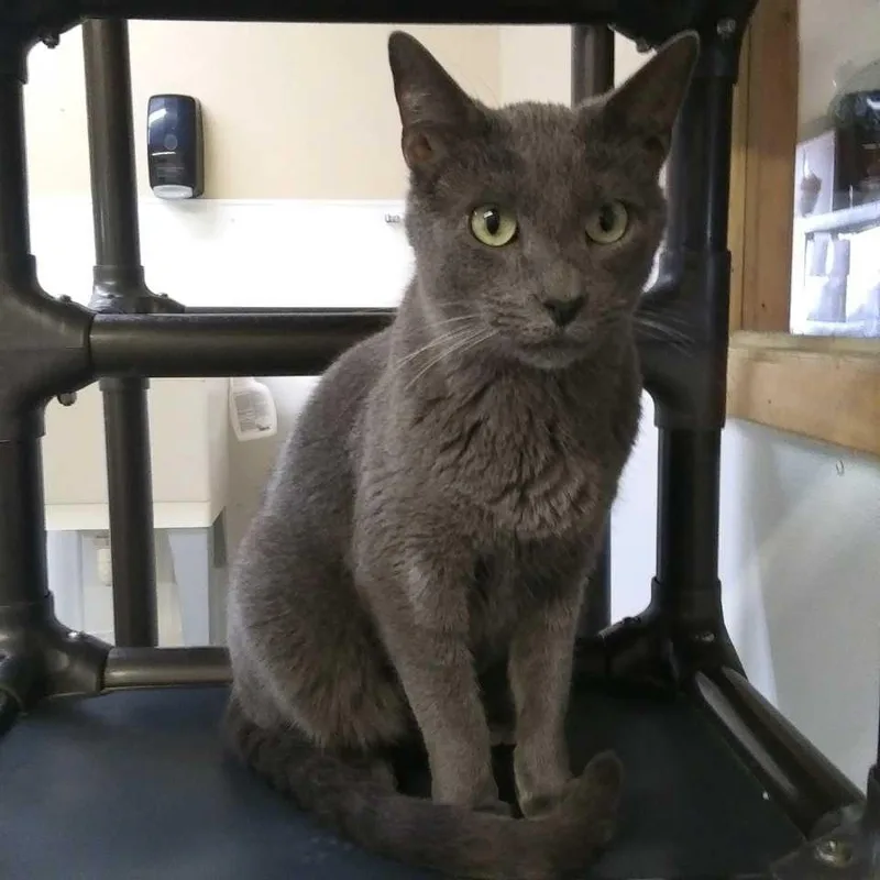 An adult small-sized male Domestic Short Hair cat named Eeyore for adoption in Hot Springs, SD