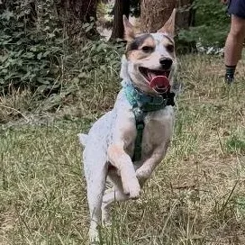 A baby medium-sized male Australian Cattle Dog / Blue Heeler dog named Rocky for adoption in Mount Vernon, WA