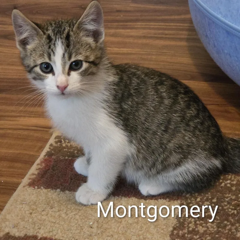 Montgomery