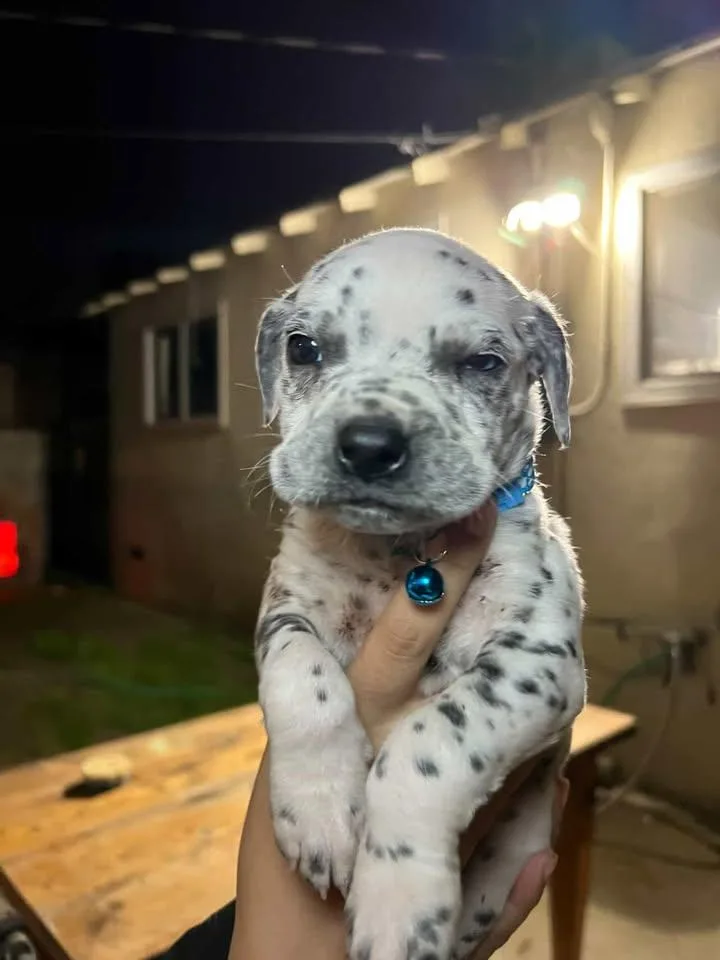 Okrabremerton  Wa thumbnail 2