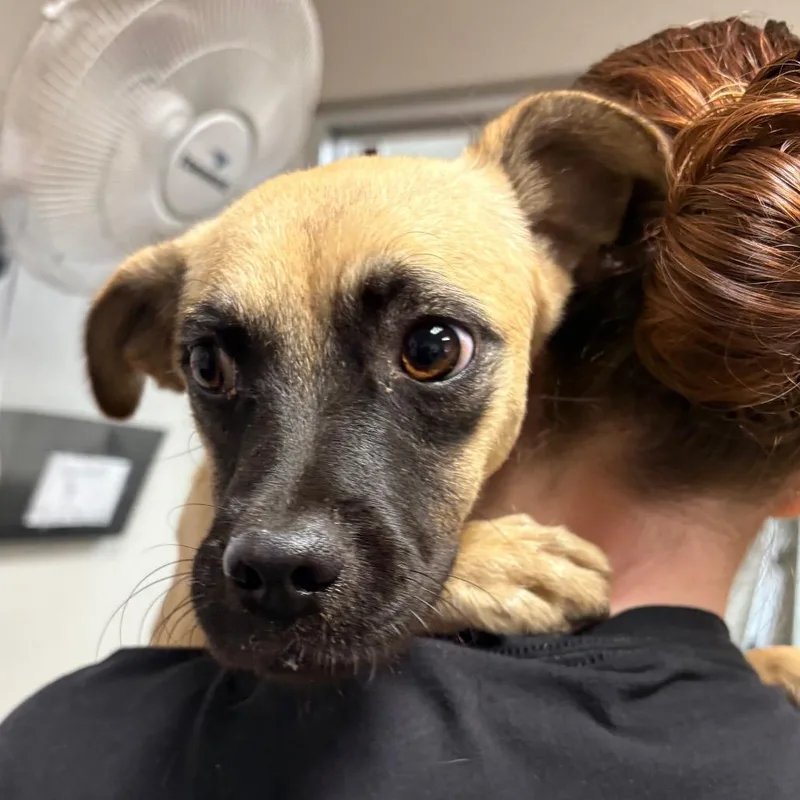 A young small-sized female Yellow / Tan / Blond / Fawn Shepherd dog named Tifa for adoption in Yuma, AZ