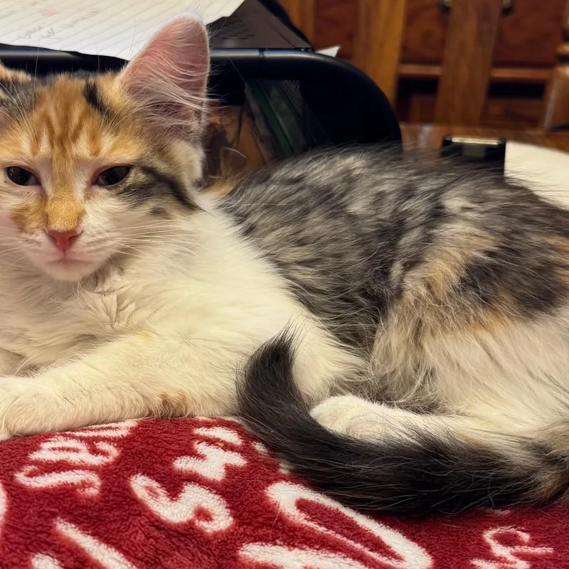 A baby small-sized female Calico Domestic Long Hair cat named Cali for adoption in Frederick, MD