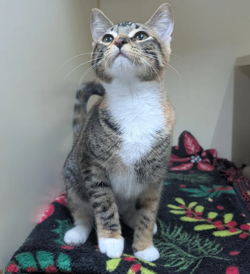 A baby small-sized female Domestic Short Hair cat named Mabel for adoption in Little Rock, AR