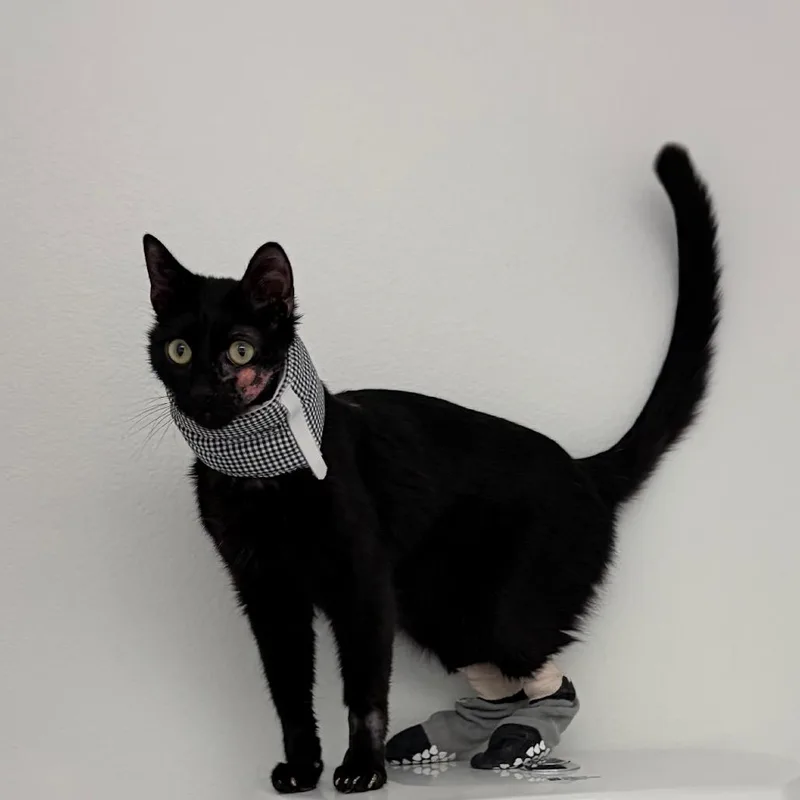 An adult medium-sized male Domestic Short Hair cat named Hendrix for adoption in Los Angeles, CA