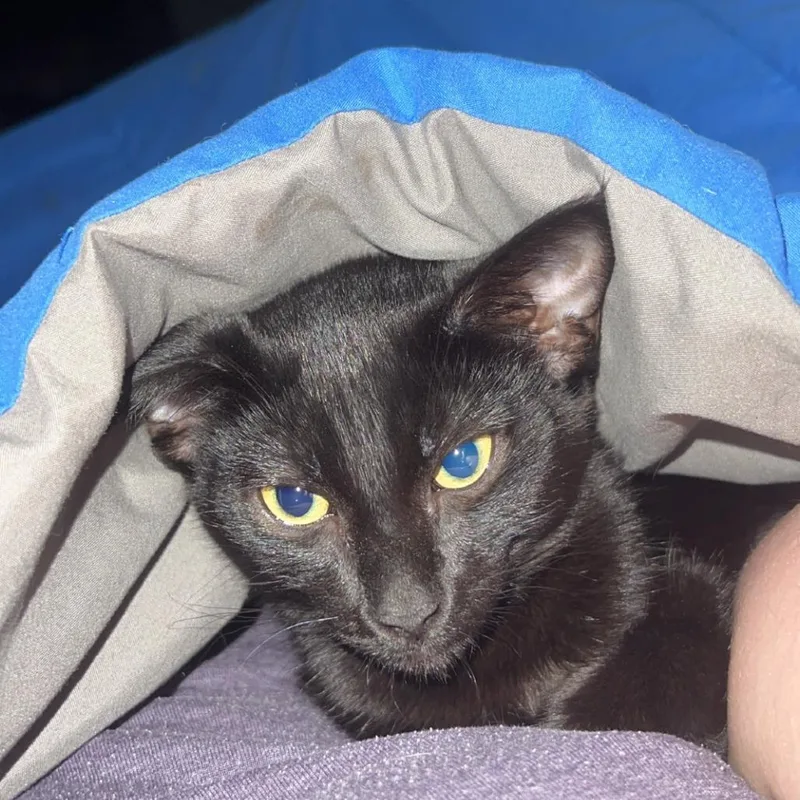 Benji Benet thumbnail 2