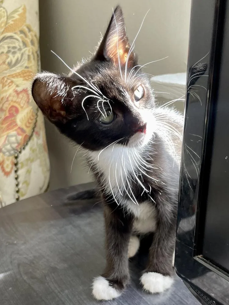 A baby small-sized female Black Domestic Short Hair cat named Betsy for adoption in Salisbury, NC