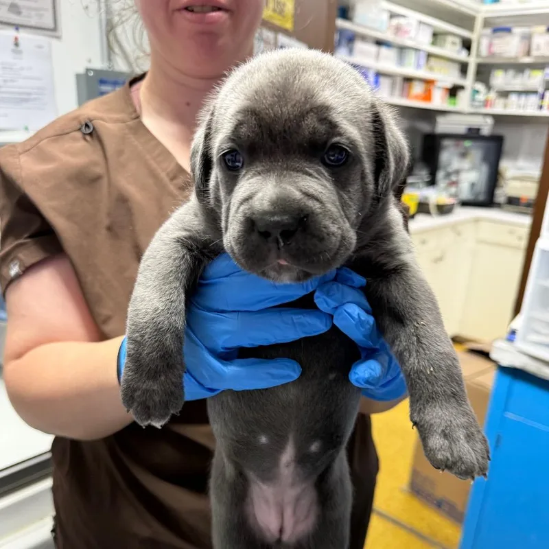 A baby small-sized female Gray / Blue / Silver Cane Corso dog named Mocha for adoption in Wahiawa, HI