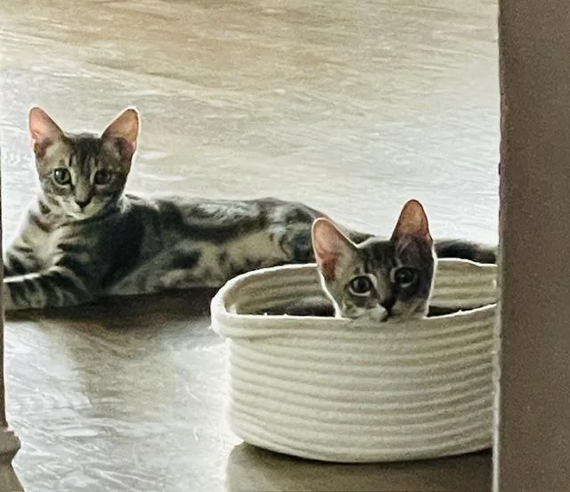 A baby small-sized male Tabby (Gray / Blue / Silver) Domestic Short Hair cat named Sully & Mikey for adoption in Orange, CA