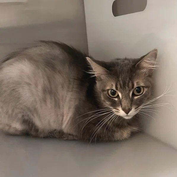 A senior small-sized female Domestic Short Hair cat named Flor for adoption in Los Angeles, CA