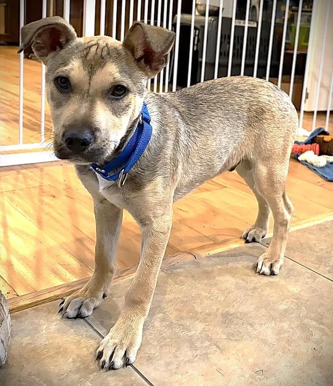 A young small-sized male Brown / Chocolate Smooth Fox Terrier dog named Elfie Aka Happy Dog for adoption in Olympia, WA