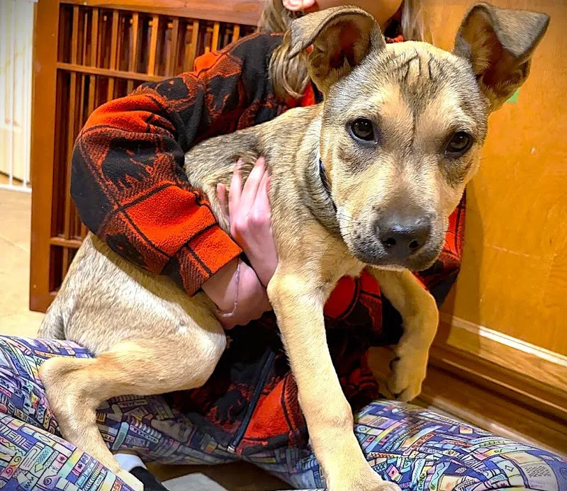 Elfie Aka Happy Dog thumbnail 2