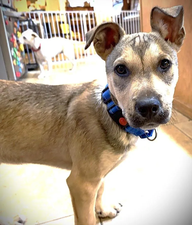 Elfie Aka Happy Dog thumbnail 3