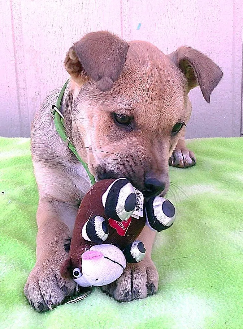 Elfie Aka Happy Dog thumbnail 4