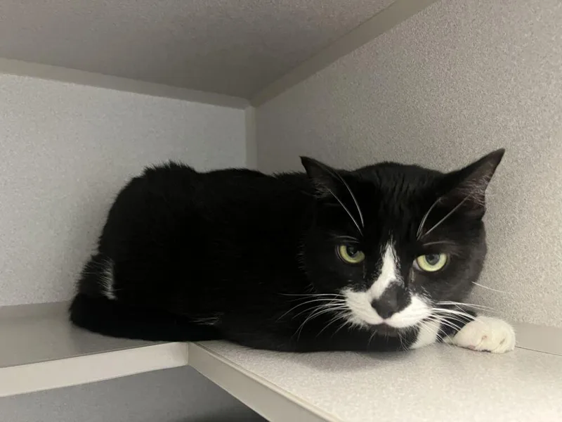 A senior large-sized male Black & White / Tuxedo Domestic Short Hair cat named Bing for adoption in Bowling Green, OH