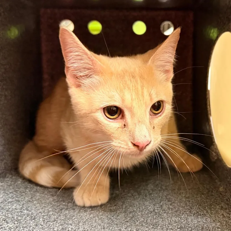 A young medium-sized male Domestic Medium Hair cat named Ellis for adoption in Birmingham, AL