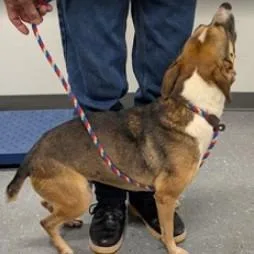 An adult medium-sized female Feist dog named Lola for adoption in Fairfax, VA