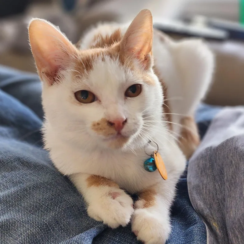 Benny Girl thumbnail 5