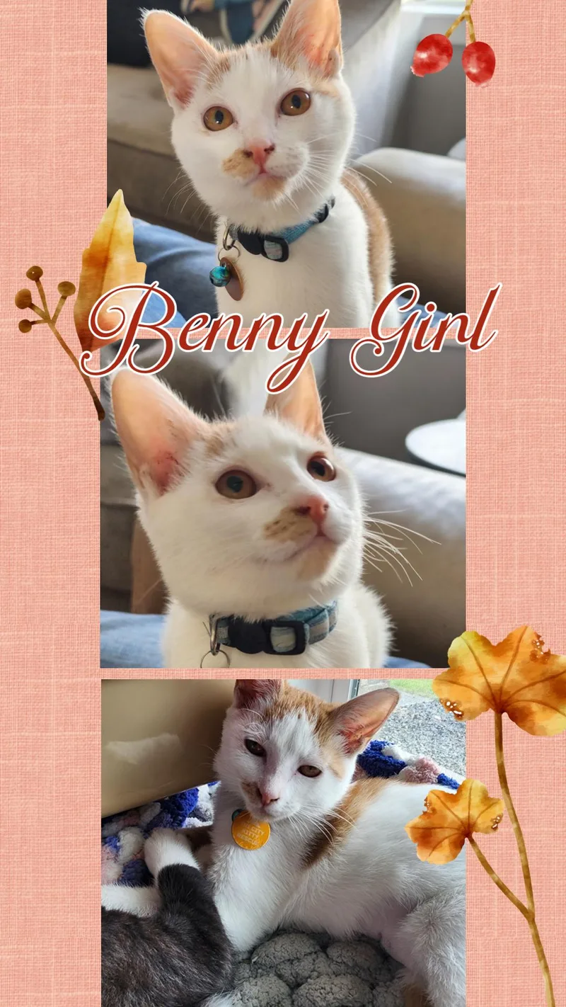 Benny Girl thumbnail 6