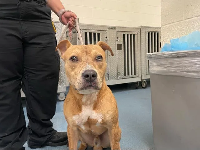 An adult large-sized male Mixed Breed dog named Jethro for adoption in West Palm Beach, FL