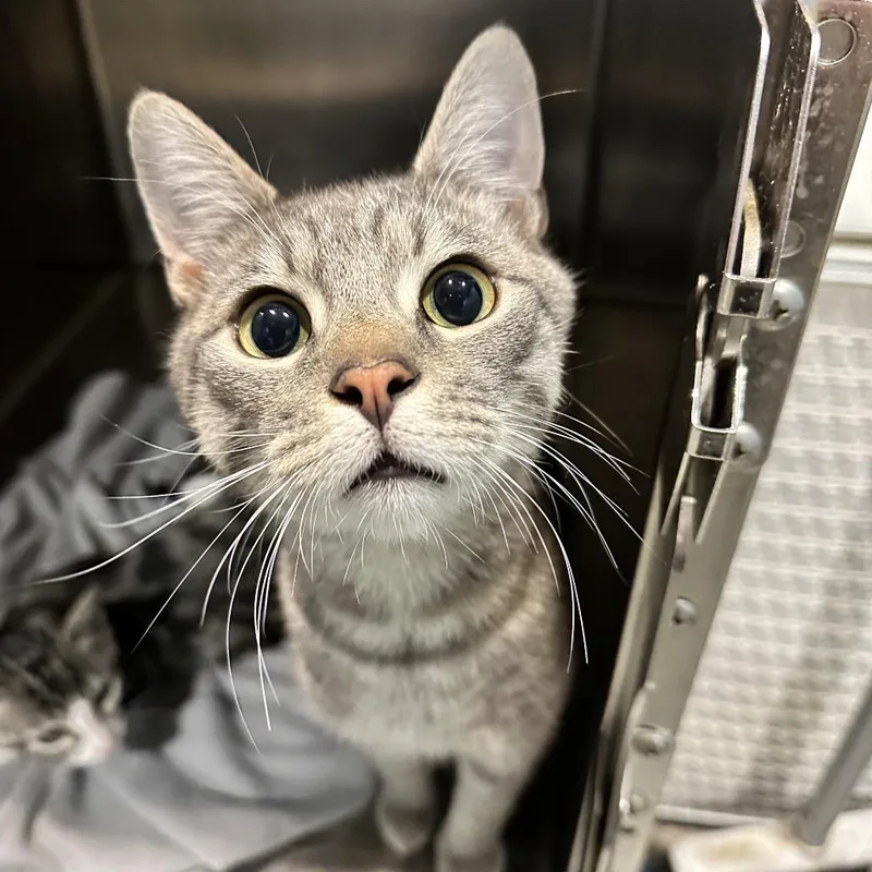 A young large-sized male Gray / Blue / Silver Domestic Short Hair cat named Sawyer for adoption in Chattanooga, TN