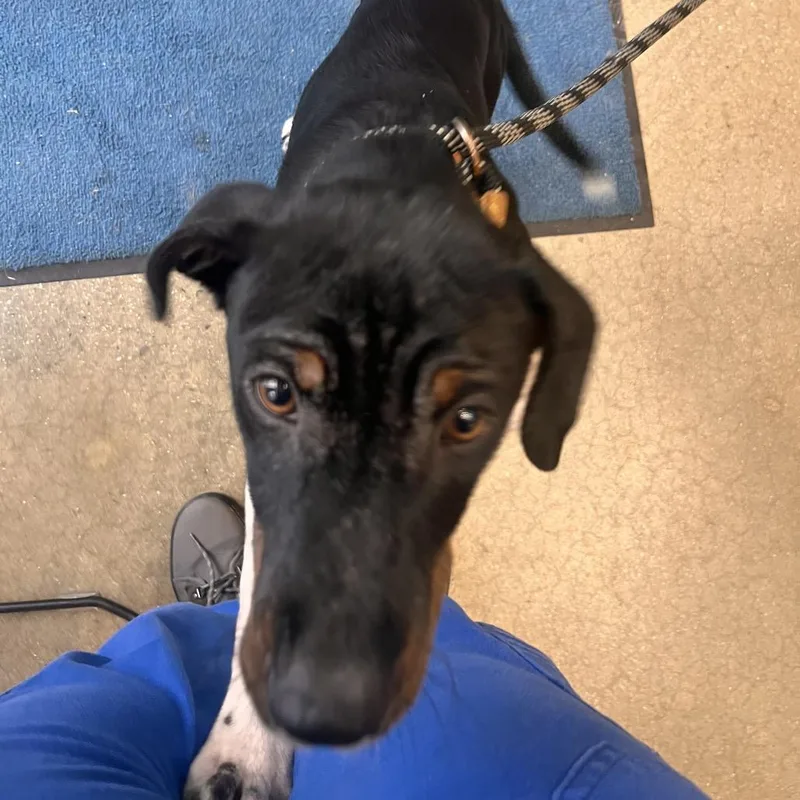 A baby small-sized male Black Beagle dog named YORKStray for adoption in York, PA
