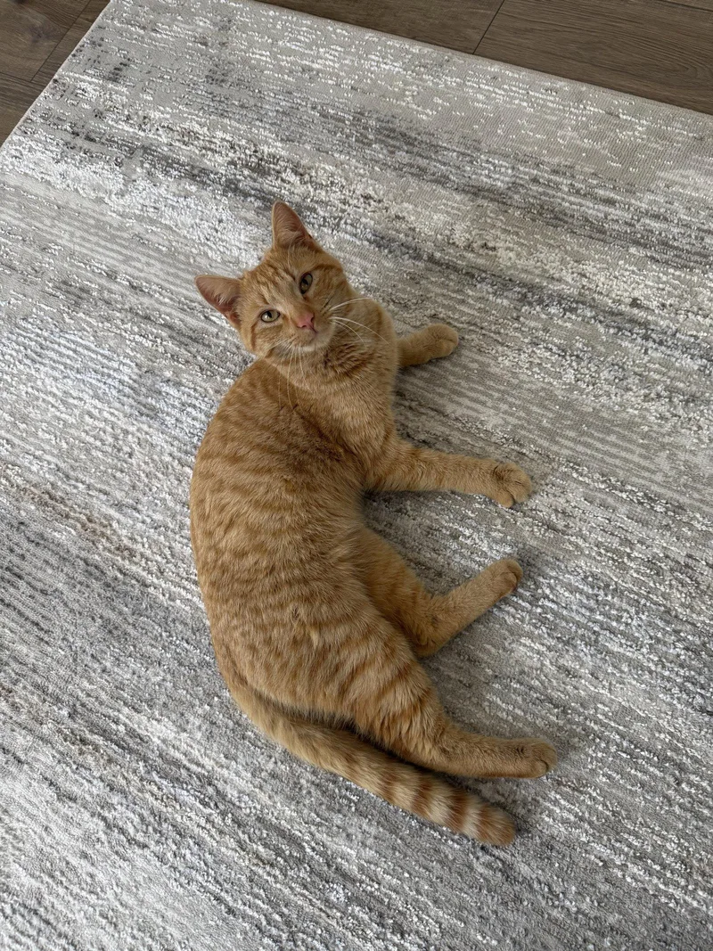 An adult medium-sized male Orange / Red Domestic Short Hair cat named Ginger for adoption in Lake Saint Louis, MO