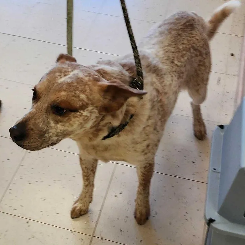 A young medium-sized male White / Cream Mixed Breed dog named Slater for adoption in Davenport, IA