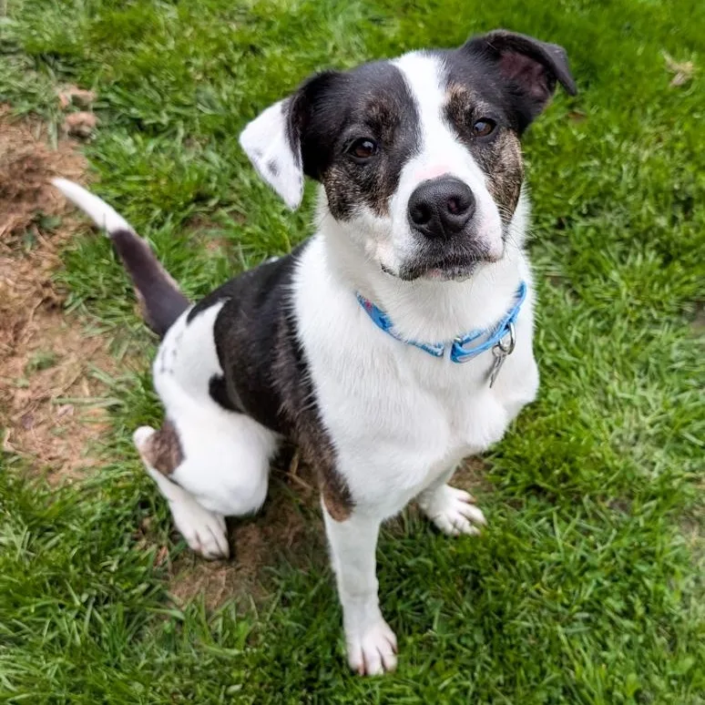 An adult medium-sized female Mixed Breed dog named Lulu for adoption in Toledo, OH