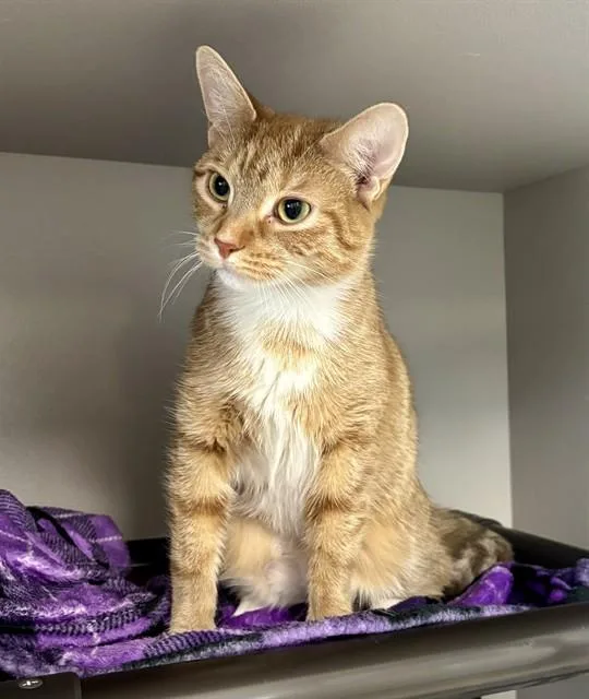 A young small-sized female Domestic Short Hair cat named Daisie for adoption in Kalamazoo, MI