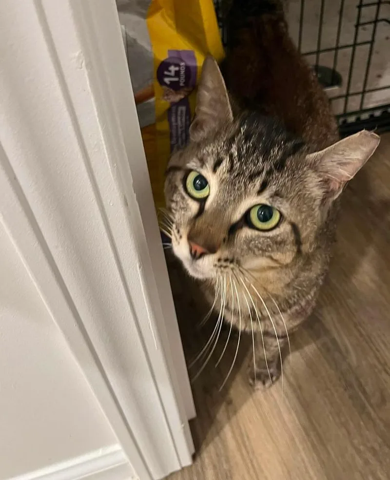 An adult medium-sized male Gray / Blue / Silver Domestic Short Hair cat named Rusty for adoption in Salisbury, NC