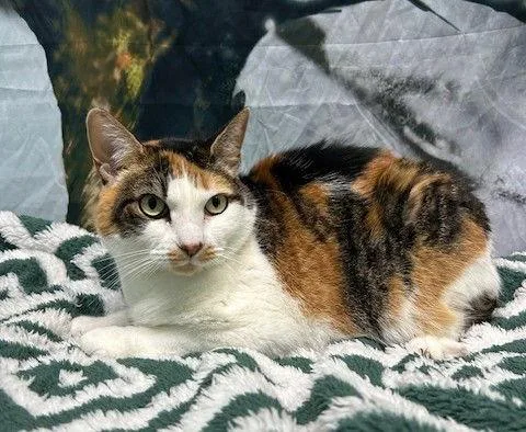 An adult medium-sized female Domestic Short Hair cat named Carson for adoption in Wetumpka, AL