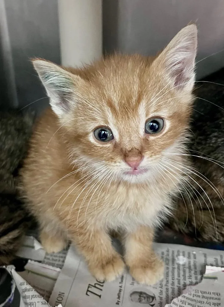A baby medium-sized male Domestic Short Hair cat named David Wong for adoption in Cincinnati, OH