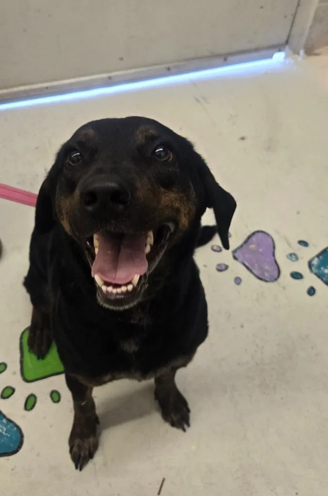 An adult large-sized male Shepherd dog named Rusty for adoption in Chickamauga , GA