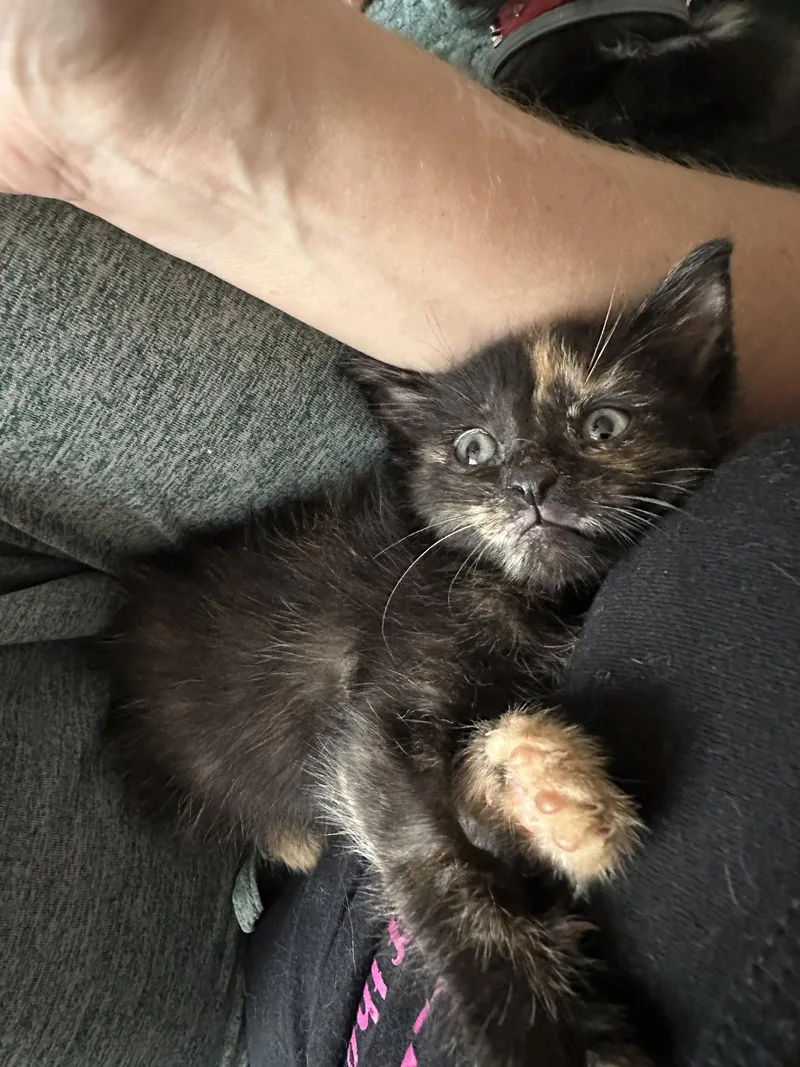 A baby small-sized female Domestic Short Hair cat named Calamari for adoption in Philadelphia, PA