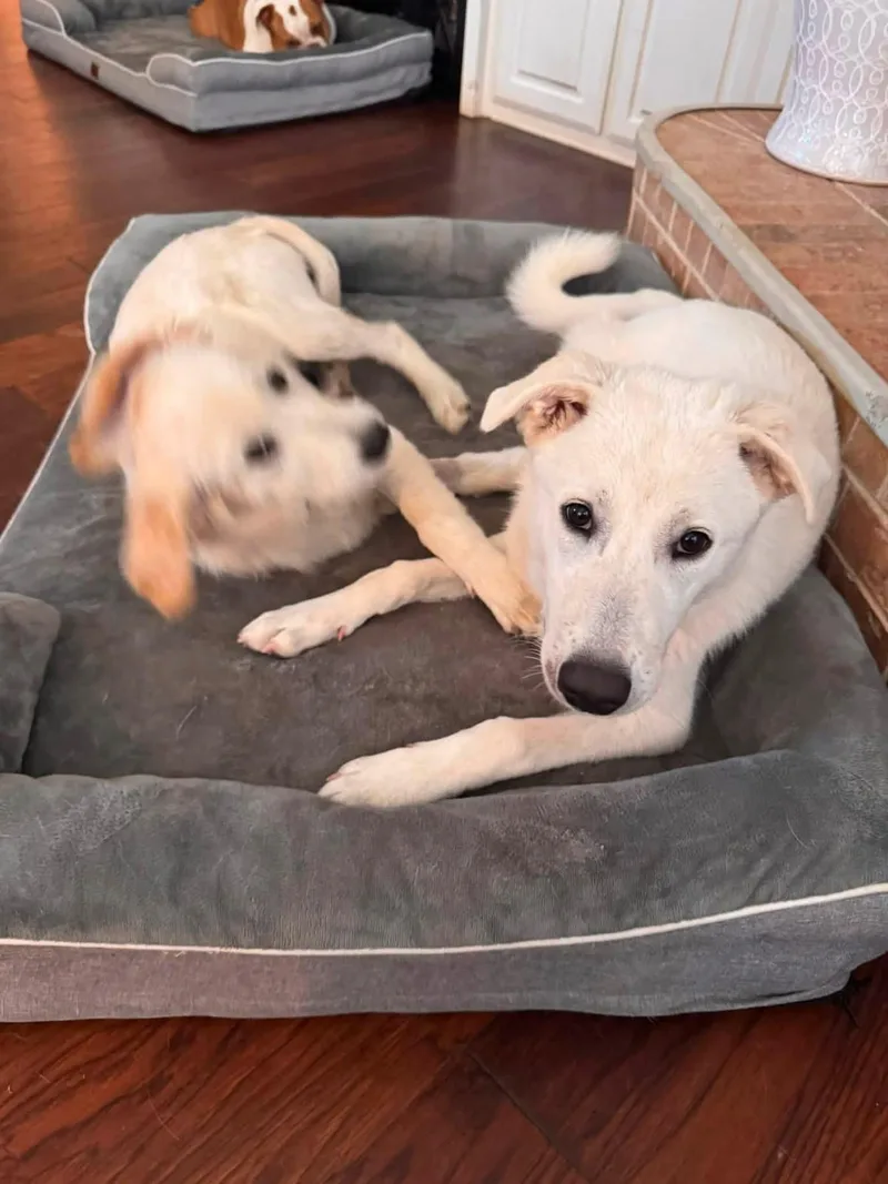 A young medium-sized female Labrador Retriever dog named Sugar Cookie for adoption in Southlake, TX