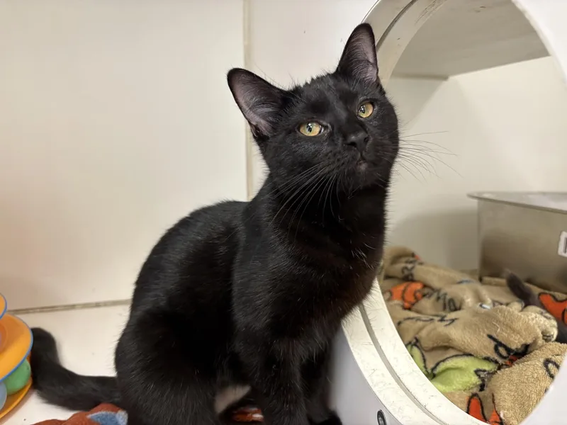 A young medium-sized female Black Tabby cat named Latte for adoption in North Kansas City, MO