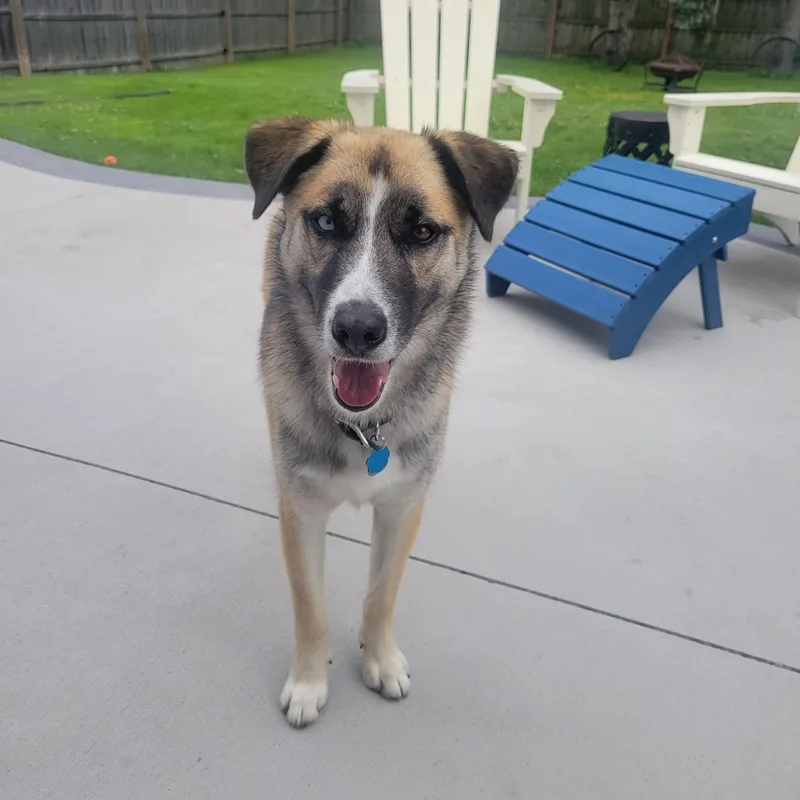 A young medium-sized male Tricolor (Brown, Black, & White) Husky dog named Jax for adoption in Cedarburg, WI