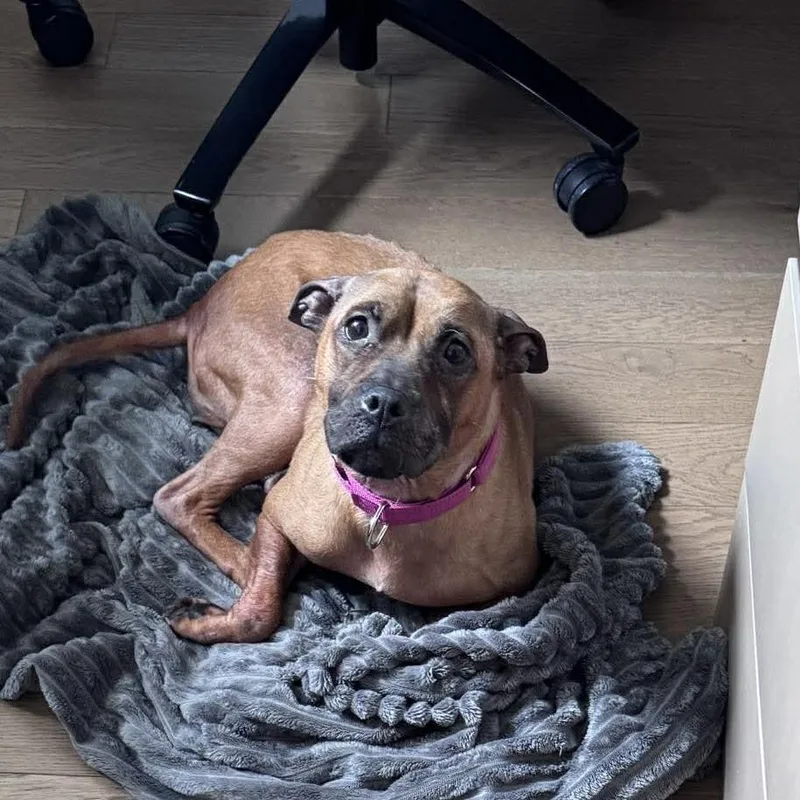 An adult medium-sized female Brown / Chocolate Mixed Breed dog named Twindle for adoption in Long Island City, NY