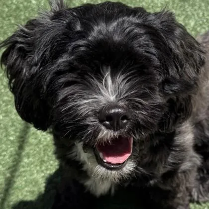 A young medium-sized female Mixed Breed dog named Maisy for adoption in Pleasanton, CA