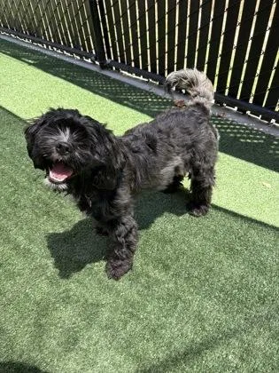 Maisy thumbnail 3