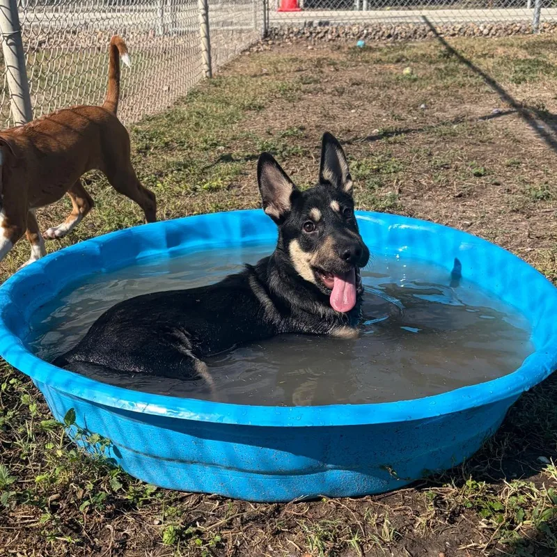 A baby small-sized male Black Shepherd dog named Pacman for adoption in Corpus Christi, TX