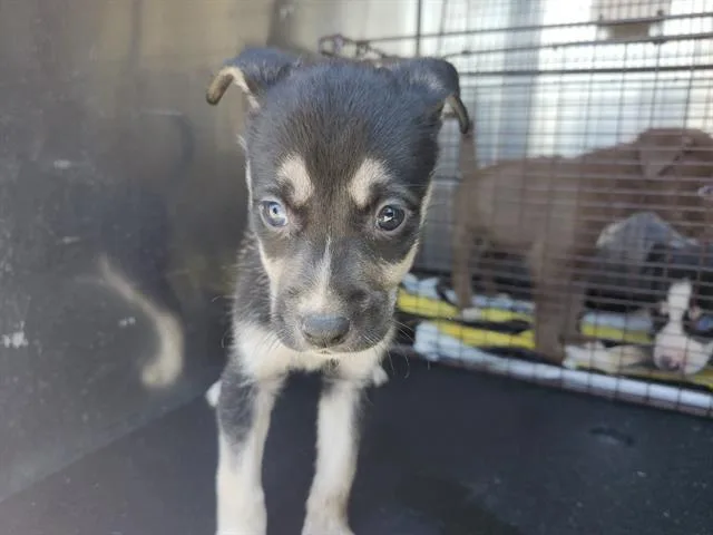 A baby small-sized female American Staffordshire Terrier dog named Margie for adoption in San Antonio, TX