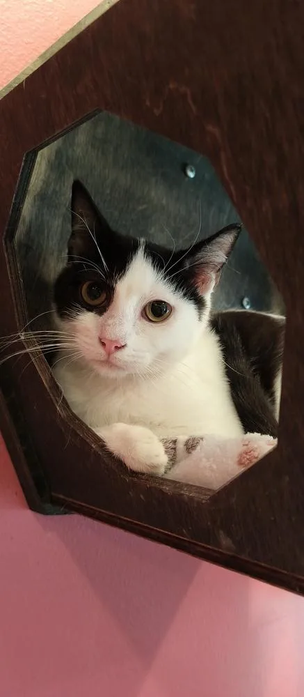 Firebolt thumbnail 2