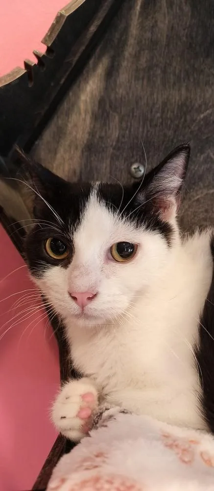 Firebolt thumbnail 3